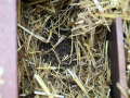 Igel-5