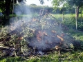 Feuerbrand-Befall-Feuer