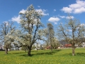 Feuerbrand-C-BLÜTEZEIT-Mai-2019-1