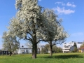 Feuerbrand-C-BLÜTEZEIT-Mai-2019-2