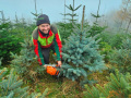 Zussner-CHRISTBAUMPARADIES-PfaenderTanne-4