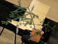 Pannenbaum-5