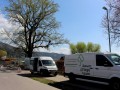 Professionelle-Baumpflege-in-Lochau-6