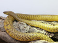 Taipan