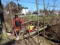 Rodungen-in-Lochau-2019-4