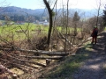 Rodungen-in-Lochau-2019-6