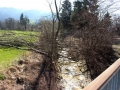 Rodungen-in-Lochau-2019-7