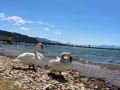Schwanen-Familie-im-Lochauer-Strandbad-1