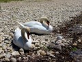 Schwanen-Familie-im-Lochauer-Strandbad-2