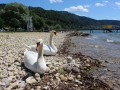 Schwanen-Familie-im-Lochauer-Strandbad-3