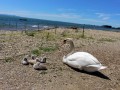 Schwanen-Familie-im-Lochauer-Strandbad-4