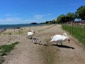 Schwanen-Familie-im-Lochauer-Strandbad-5