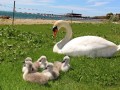 Schwanen-Familie-im-Lochauer-Strandbad-6