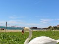 Schwanen-Familie-im-Lochauer-Strandbad-7