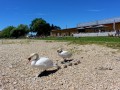 Schwanen-Familie-im-Lochauer-Strandbad-8