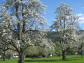 Streuobst-Offensive-im-Obsthof-Leiblachtal-4