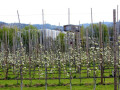 Streuobst-Offensive-im-Obsthof-Leiblachtal-7