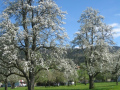 Hoerbranz-PRINZ-Aktion-STREUOBST-Obsthof-Leiblachtal-Anlieferung-Symbolfoto-Juli-2022-5