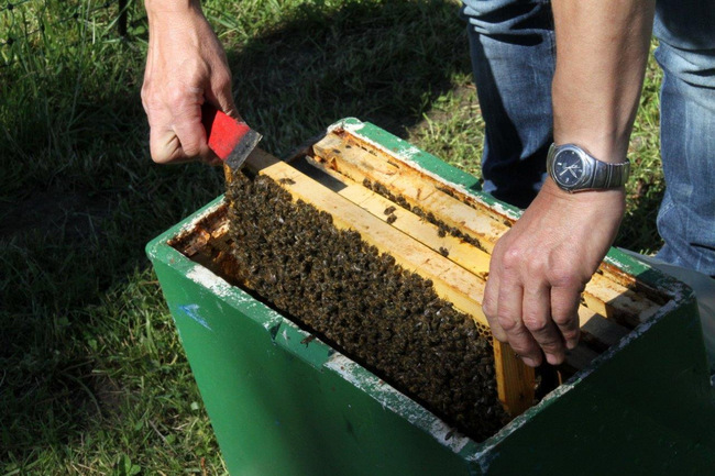 Tag des Bienenstocks 2017 (1)