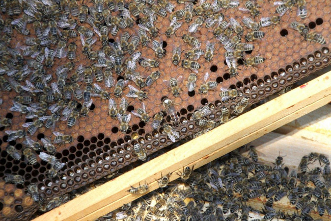 Tag des Bienenstocks 2017 (12)