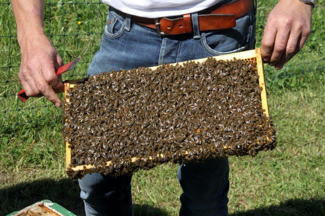 Tag des Bienenstocks 2017 (2)
