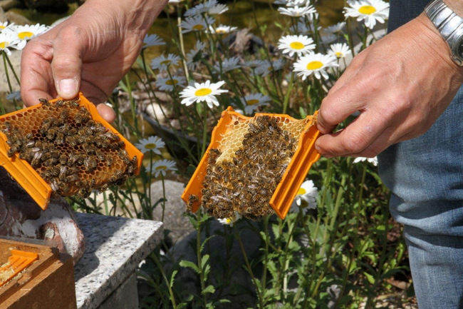 Tag des Bienenstocks 2017 (27)
