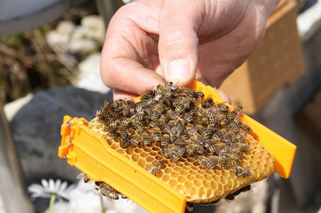 Tag des Bienenstocks 2017 (28)