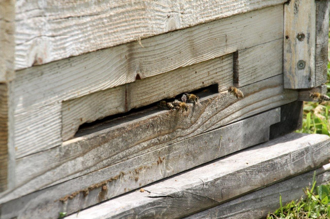 Tag des Bienenstocks 2017 (35)
