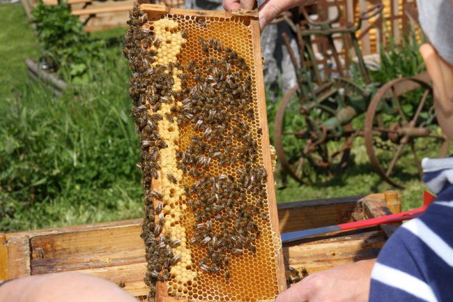 Tag des Bienenstocks 2017 (39)