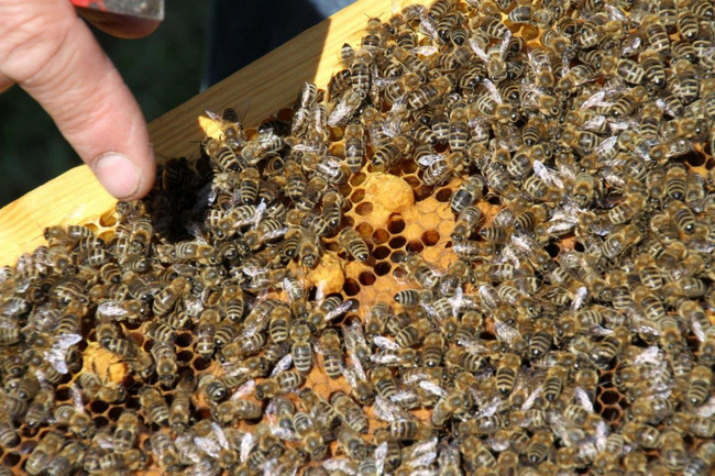 Tag des Bienenstocks 2017 (5)