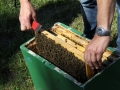 Tag des Bienenstocks 2017 (1)