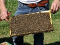 Tag des Bienenstocks 2017 (2)