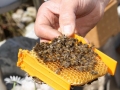 Tag des Bienenstocks 2017 (28)