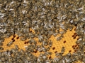 Tag des Bienenstocks 2017 (4)