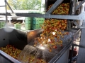 Tag des Obstes 2018 (6)