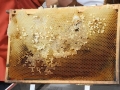 Tag-des-offenen-Bienenstockes-2019-7