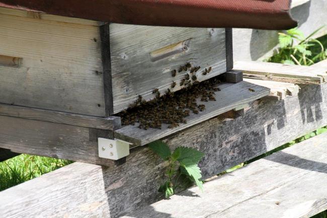Tag des offenen Bienenstocks 2018 (15)