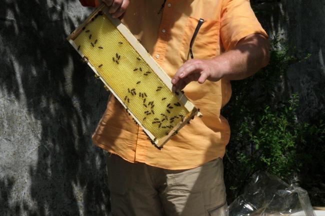 Tag des offenen Bienenstocks 2018 (20)