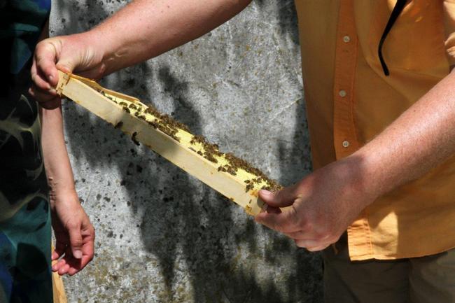 Tag des offenen Bienenstocks 2018 (21)