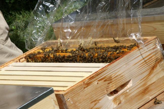 Tag des offenen Bienenstocks 2018 (22)