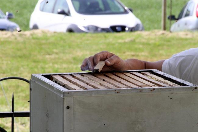 Tag des offenen Bienenstocks 2018 (38)