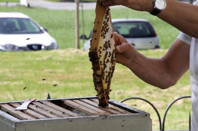 Tag des offenen Bienenstocks 2018 (39)