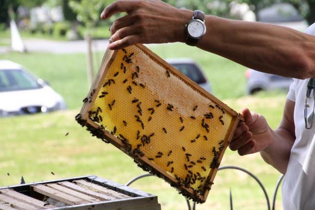 Tag des offenen Bienenstocks 2018 (40)