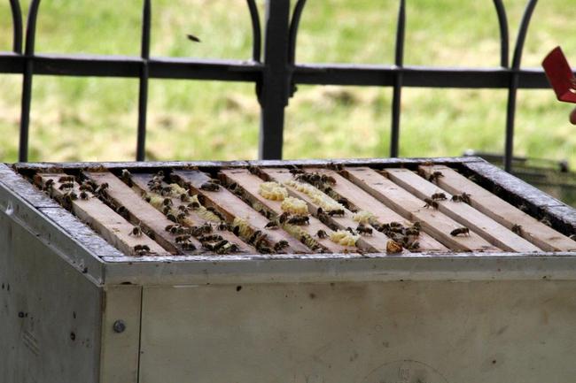 Tag des offenen Bienenstocks 2018 (43)