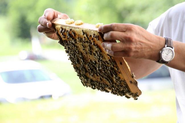 Tag des offenen Bienenstocks 2018 (44)