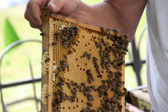 Tag des offenen Bienenstocks 2018 (47)