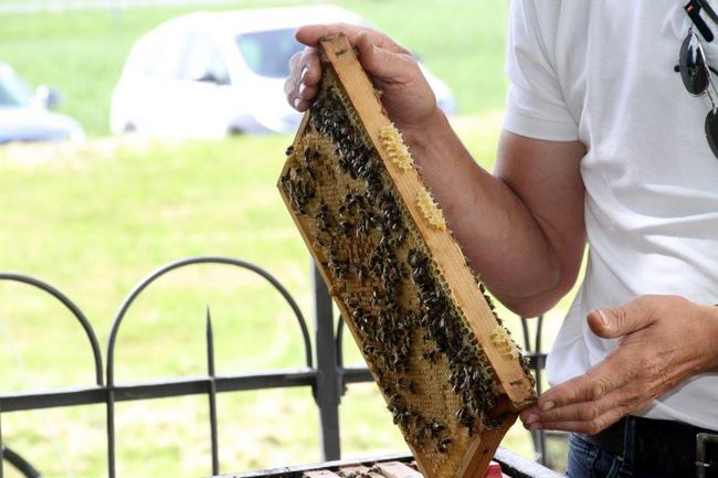 Tag des offenen Bienenstocks 2018 (48)