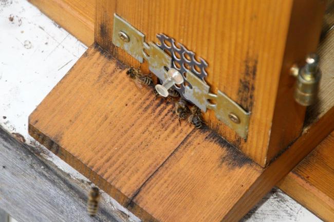 Tag des offenen Bienenstocks 2018 (51)