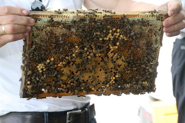 Tag des offenen Bienenstocks 2018 (52)