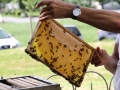 Tag des offenen Bienenstocks 2018 (40)